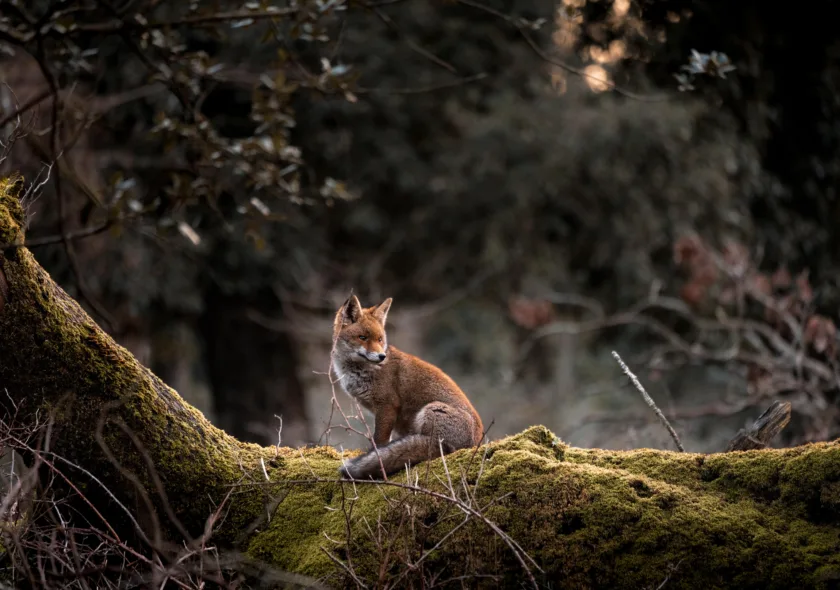5 federico di dio photography Wstln0400p E unsplash
