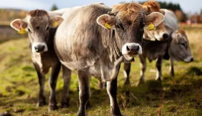 Nofence cow