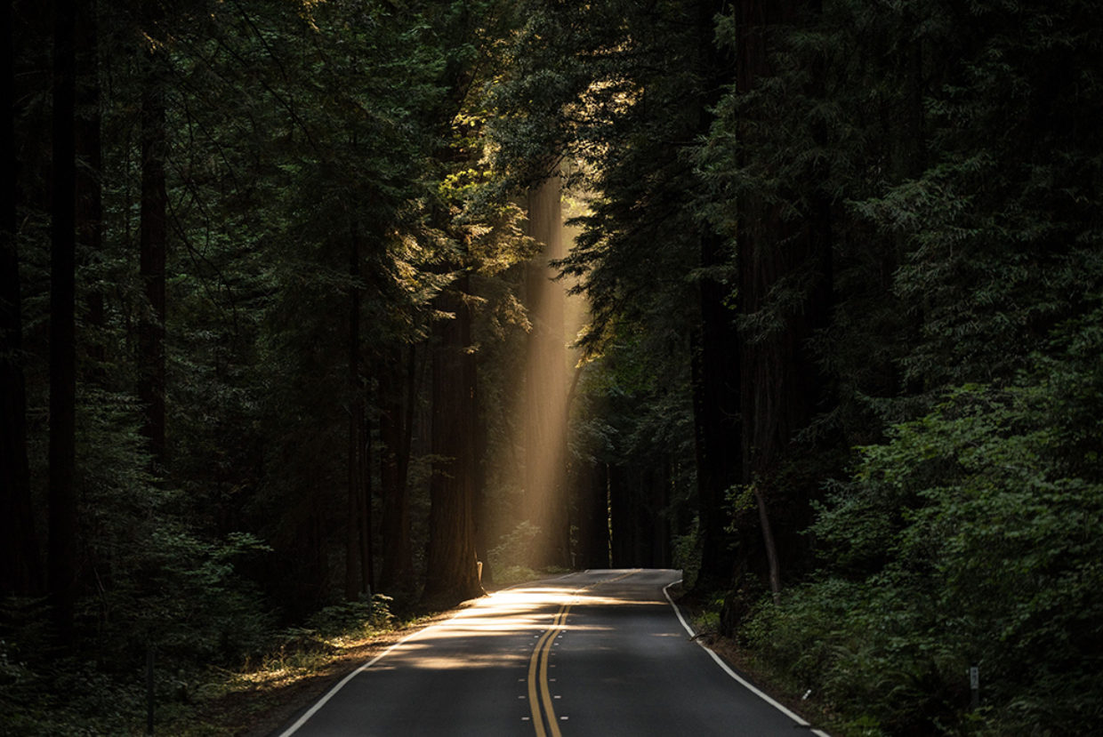 A road in the middle of a forest with a ray of sunlight going through the branches