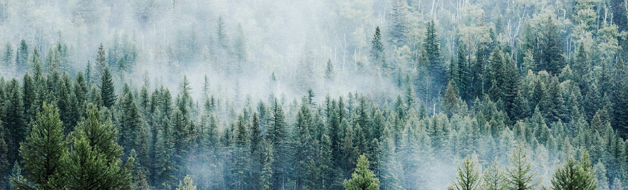A pine forest surrounded by fog