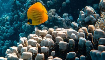 Francesco ungaro VRGJDKY Ur Ko unsplash