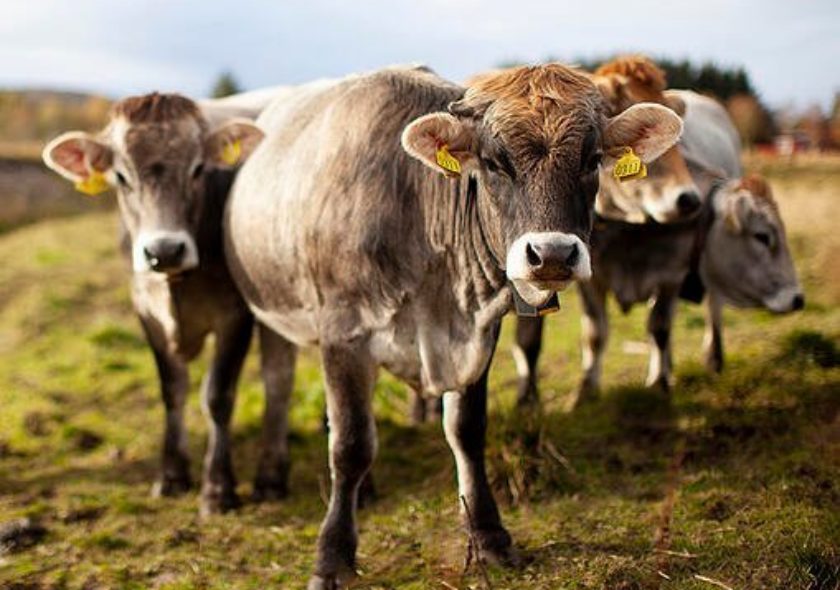 Nofence cow
