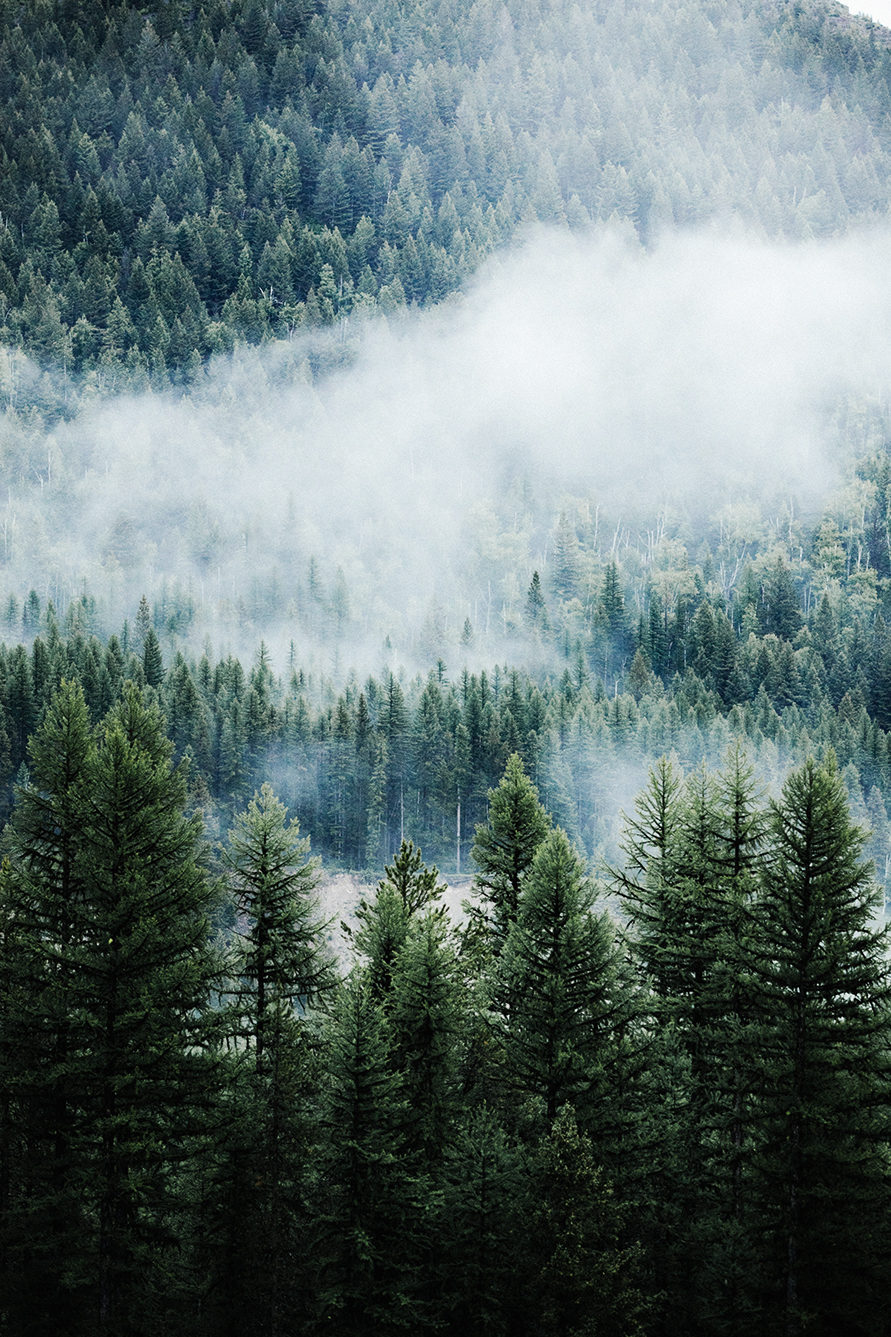 A pine forest surrounded by fog